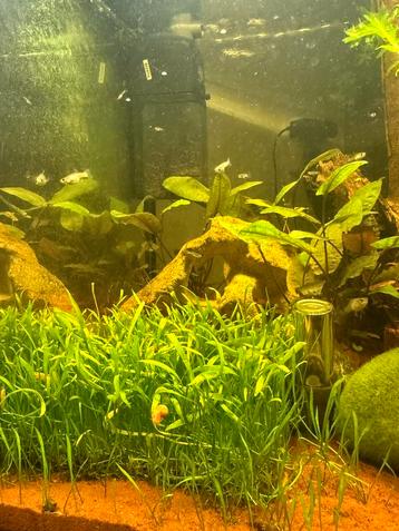 Aquarium planten te koop beschikbaar voor biedingen