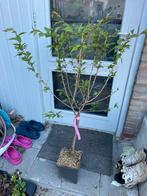 Japanse kerselaar - Prunus Nipponica “Ruby”, Tuin en Terras, Planten | Fruitbomen, Kersenboom, Lente, Volle zon, Minder dan 100 cm
