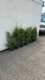 Coniferen tuja plicata laatste 250/300  potgekweekt 100cm, Ophalen, Bloeit niet, Vaste plant, Halfschaduw