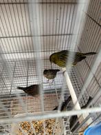 Diverse kleurkanaries, Dieren en Toebehoren, Vogels | Kanaries, Meerdere dieren, Kleurkanarie