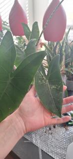 Alocasia zebrina variegata, Huis en Inrichting, Ophalen of Verzenden, Overige soorten, Minder dan 100 cm