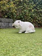 Maatje gezocht, Dieren en Toebehoren, Konijnen, Mannelijk