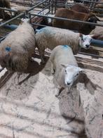 Schapen., Dieren en Toebehoren, Meerdere dieren, Schaap