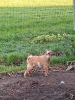 Dwerggeit  bokje super Dwerg, Dieren en Toebehoren, Schapen, Geiten en Varkens, Mannelijk, Geit