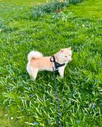 Shiba Inu dekrue, Particulier, Rabiës (hondsdolheid), 3 tot 5 jaar, België