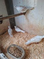 Tortelduiven in diverse kleuren, Dieren en Toebehoren, Geslacht onbekend, Geringd