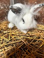 Konijn, Dieren en Toebehoren, Konijnen