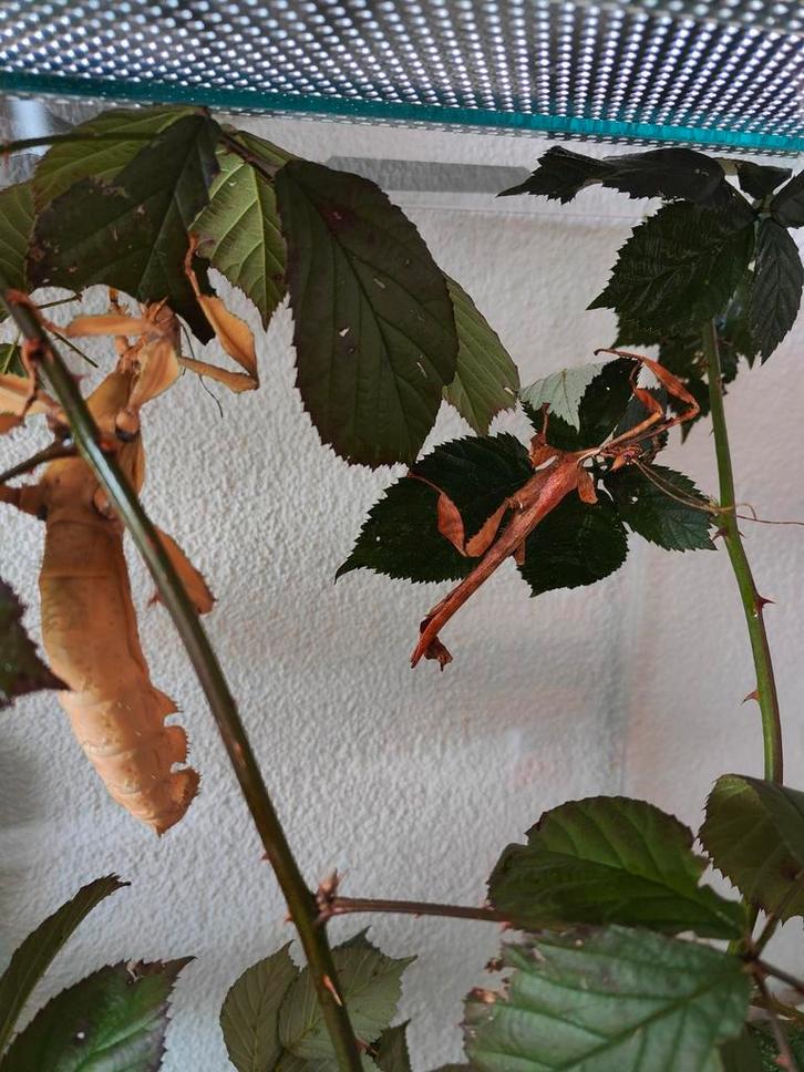 Eieren Australische Flappentak/ Wandelende takken, Dieren en Toebehoren, Insecten en Spinnen, Wandelende tak