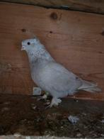 Takla duivin 2025, Vrouwelijk, Tuimelaar of Roller