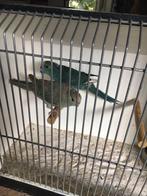 Kakariki’s, Dieren en Toebehoren, Vogels | Parkieten en Papegaaien, Meerdere dieren, Parkiet, Geringd