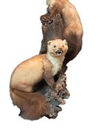 Opgezette Steenmarters - Prachtig Decoratiestuk, Verzamelen, Dierenverzamelingen, Ophalen of Verzenden, Gebruikt, Wild dier, Opgezet dier