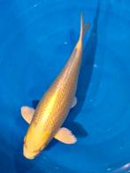 Prachtige ginrin Yamabukki 37 cm, Karper of Koi