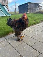 Brahma haan krulveren, Dieren en Toebehoren, Pluimvee, Mannelijk, Kip
