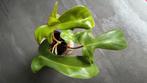 Philodendron Florida Beauty 6 🌱, Overige soorten, Minder dan 100 cm, Groene kamerplant, Halfschaduw