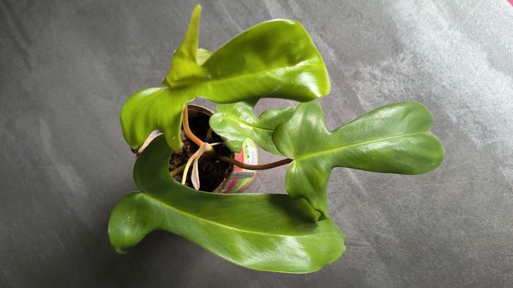 Philodendron Florida Beauty 6 🌱, Huis en Inrichting, Kamerplanten, Overige soorten, Minder dan 100 cm, Groene kamerplant, Halfschaduw