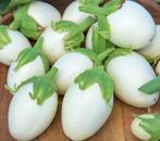 zadenzakjes Aubergine wit rond, Ophalen of Verzenden, Voorjaar, Volle zon, Zaad