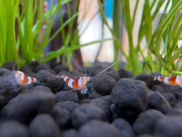 Crystal red garnalen op leidingwater beschikbaar voor biedingen