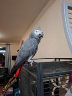 Grijze rood staart, Dieren en Toebehoren, Vogels | Parkieten en Papegaaien, Mannelijk, Papegaai