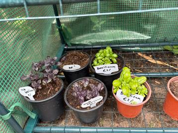 Laatste groentenplantjes beschikbaar voor biedingen