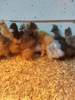 Zijdehoen USA halfwas hennen, Vrouwelijk, Kip