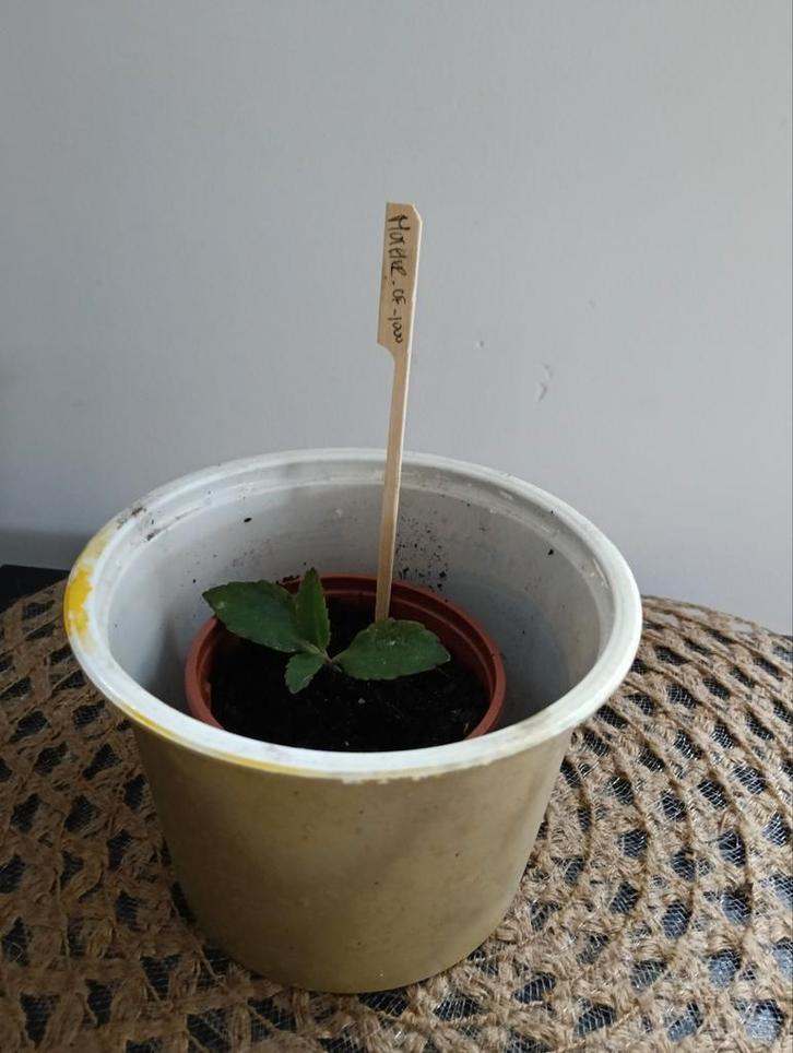 Mother-of-1000 🌿Ruil mij!!🌿, Huis en Inrichting, Kamerplanten, Ophalen