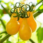 Tomatenplant / tomaat / biologisch / Utrecht stek, Tuin en Terras, Planten | Tuinplanten, Volle zon, Groenteplanten, Eenjarig