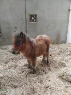 Schabrak appaloosa hengst veulen!, Mei, Mannelijk