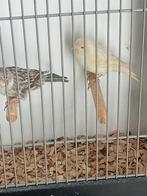 Mooi apart koppel kanaries, Dieren en Toebehoren, Vogels | Kanaries, Meerdere dieren, Kleurkanarie