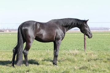Gezocht verzorger/(bijrijder) voor mijn twee jonge paarden beschikbaar voor biedingen