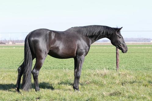 Gezocht verzorger/(bijrijder) voor mijn twee jonge paarden, Dieren en Toebehoren, Stalling en Weidegang
