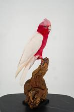 Opgezette Roze kaketoe - Wildernis Atelier, Ophalen of Verzenden, Nieuw, Opgezet dier