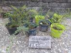 Cotoneaster struiken, Ophalen, Overige soorten, Struik, Minder dan 100 cm