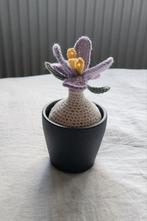 Krokus, Ophalen of Verzenden, Nieuw