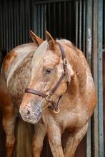 Hele leuke 5j allround appaloosa merrie, Dieren en Toebehoren, Pony's, B, Gechipt, Springpony, 3 tot 6 jaar