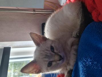 Snow lynx bengaal kitten kruising beschikbaar voor biedingen