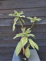 Brugmansia 'Katrin Bonte' - Engelentrompet (nr 2), Ophalen, Zomer, Overige soorten, Volle zon