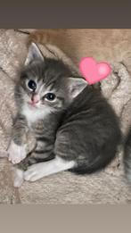 Kittens ! (Half Bengaals), Dieren en Toebehoren, Katten en Kittens | Raskatten | Langhaar, Meerdere dieren, Met stamboom, 0 tot 2 jaar
