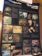 Zeeland poster, Ophalen of Verzenden, Zo goed als nieuw, Rechthoekig Staand, Film en Tv