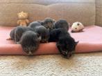 Siberische kittens, Dieren en Toebehoren, Katten en Kittens | Raskatten | Langhaar, Meerdere dieren, Gechipt, 0 tot 2 jaar