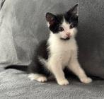 Lieve & mooie zwart/wit kitten - katertje/mannetje, Dieren en Toebehoren, Katten en Kittens | Overige Katten, Meerdere dieren