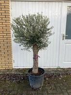 Olijfboom in pot - Prachtige mediterrane sfeer, Tuin en Terras, Bloeit niet, 100 tot 250 cm, Olijfboom, Ophalen