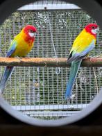 Koppel Golden gold rosella's, Dieren en Toebehoren, Vogels | Parkieten en Papegaaien, Meerdere dieren, Parkiet, Geringd