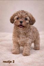 De mooiste beertjes achtige boomer pups. Maltezer x shih tzu, Dieren en Toebehoren, Parvo, 8 tot 15 weken, Meerdere, Meerdere dieren