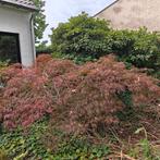 Japanse Esdoorn - mooie brede boom, Ophalen of Verzenden