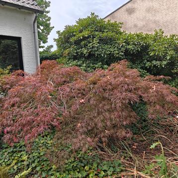 Japanse Esdoorn - mooie brede boom beschikbaar voor biedingen