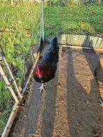 Jonge haantjes te koop, Dieren en Toebehoren, Pluimvee