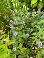 Watermunt mentha aquatica blauw, Ophalen, Nieuw
