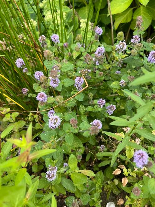 Watermunt mentha aquatica blauw, Tuin en Terras, Vijvers, Nieuw, Ophalen