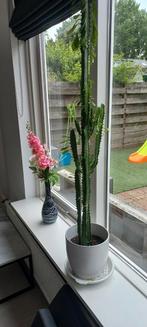Prachtige Euporbia cactus, Huis en Inrichting, Kamerplanten, 100 tot 150 cm, Ophalen of Verzenden, Bloeiende kamerplant, Volle zon