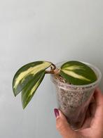 Houa Verticillata Variegata, Huis en Inrichting, Kamerplanten, Ophalen, Halfschaduw, Minder dan 100 cm
